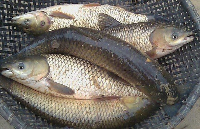 Mơ thấy cá trắm